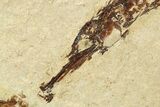 Plate of Fossil Pipefish (Syngnathus & Hipposyngnathus) #275040-3